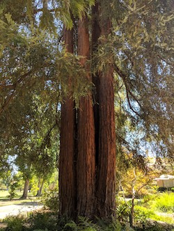 campus redwoods