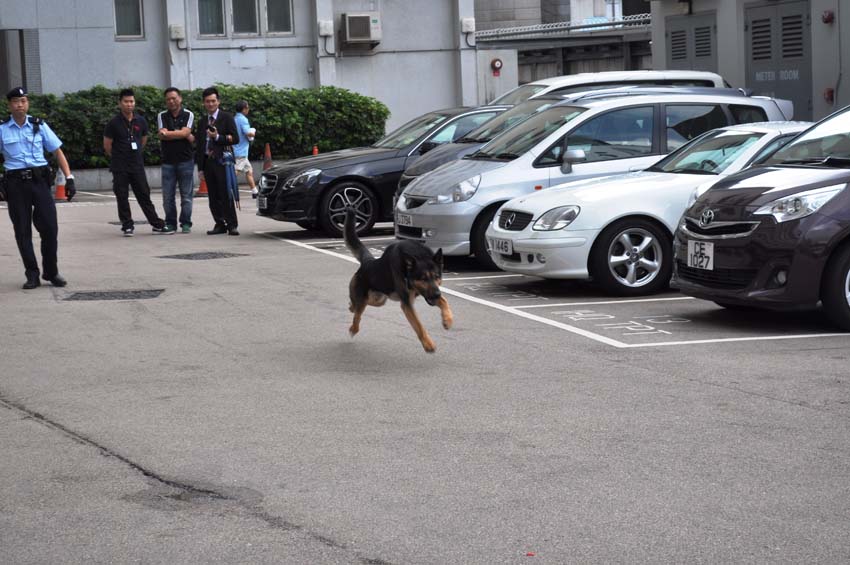 Police Dog Running